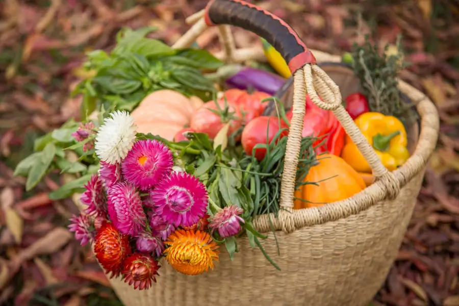 Calistoga Farmers' Market (Saturdays)