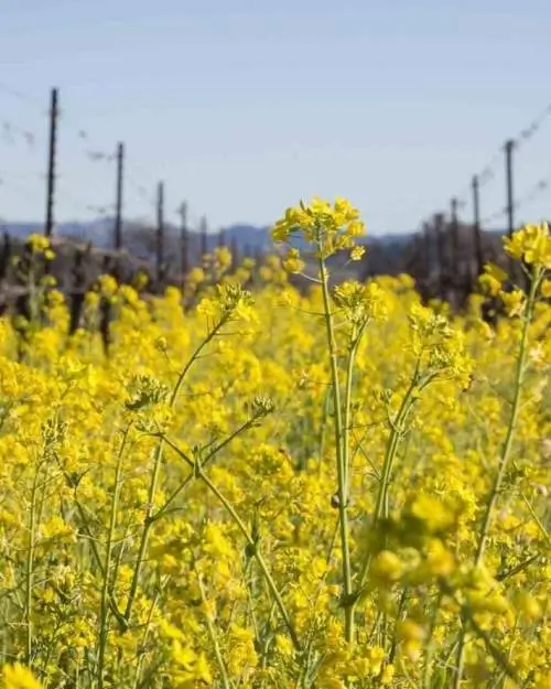 Mustard Season Celebration – Lunch in the Vineyard