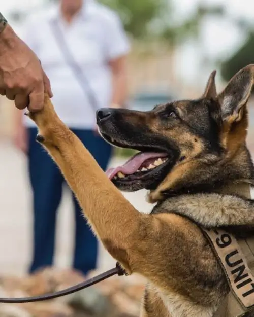 Exhibit Opening for "Warrior Dogs"